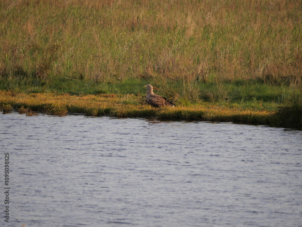 Ein Seeadler sitzt am Rande eines Kanals auf dem Boden am Prerow Strom auf dem Darß Ein Seeadler sitzt am Rande eines Kanals auf dem Boden am Prerow Strom auf dem Darß