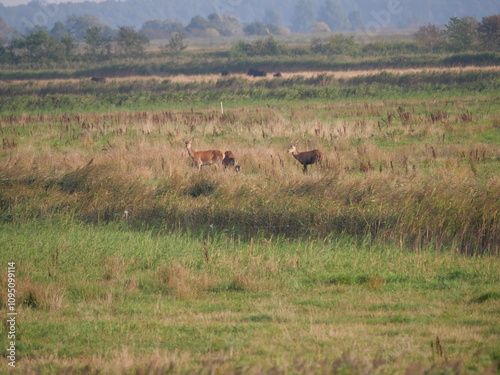 Eine Rothirschherde grast während der Brunstzeit in der Standvegetation am Bodden auf dem Darß