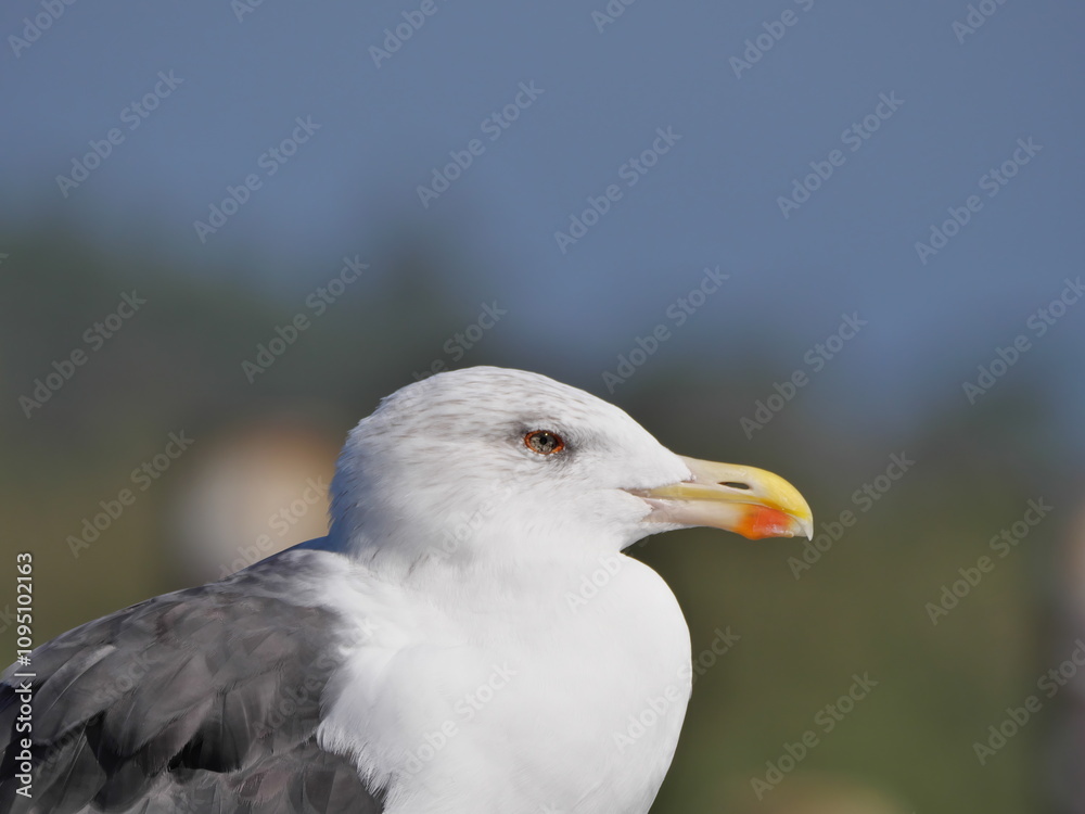 Portrait einer Mantelmöwe Larus marinus von der Seite mit grauen Augen und gelben Schnabel Portrait einer Mantelmöwe Larus marinus von der Seite mit grauen Augen und gelben Schnabel