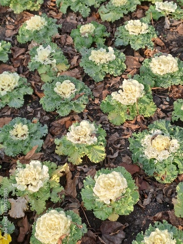 leaves in the garden