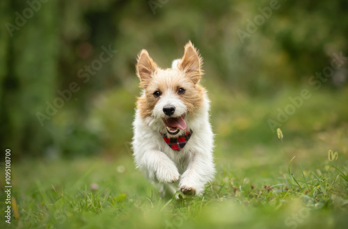Playful happy active terrier dog running in the grass. Puppy hyperactivity. Dogs or pets concept.