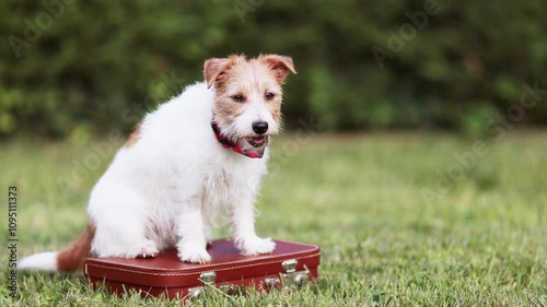 Happy dog sitting and looking on a baggage. Pet travel, hotel or transport background.