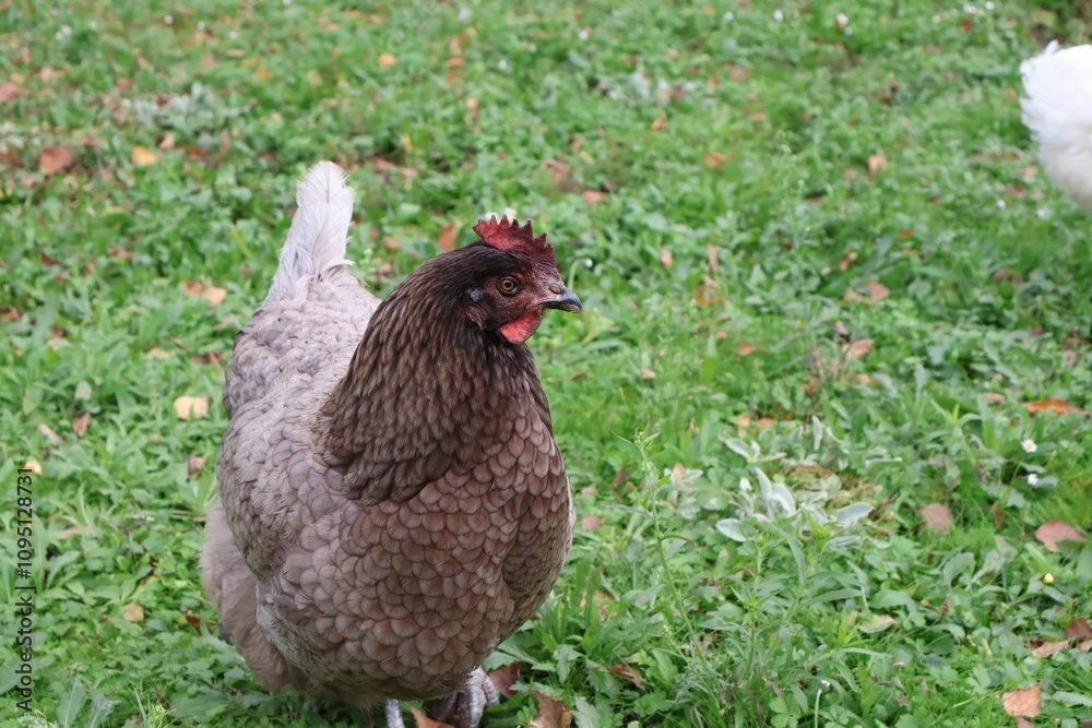 Fototapeta premium POULE GRISE