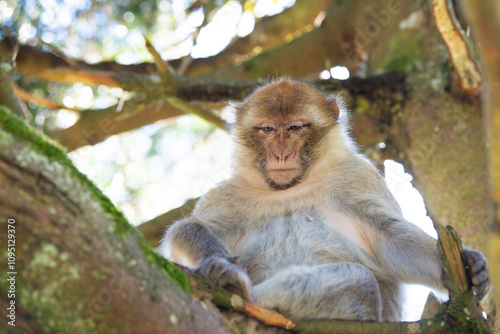Barbary macaque ape sitting on a tree, rhesus monkey, wildlife, habitat jungle, young baby animal