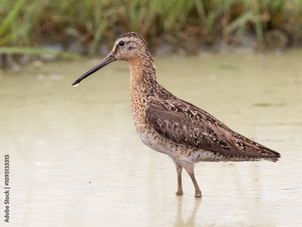 Close up, side on profile picture of an adult Short-billed Dowitcher in worn alternate, summer plumage, Close up, side on profile picture of an adult Short-billed Dowitcher in worn alternate, summer plumage,