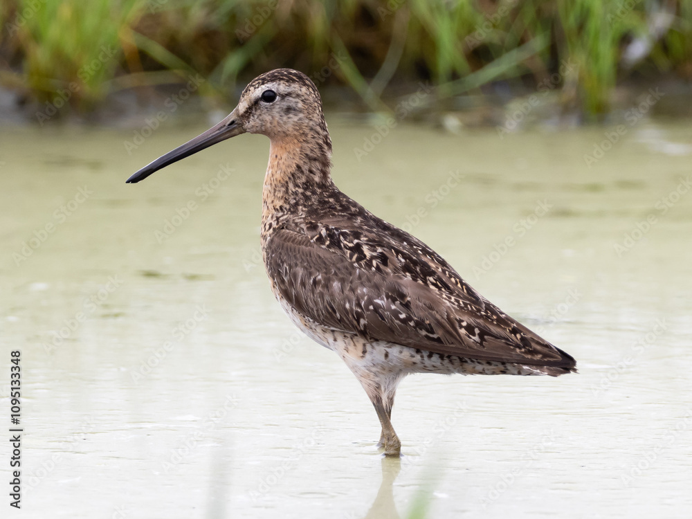Close up, side on profile picture of an adult Short-billed Dowitcher in worn alternate, summer plumage, Close up, side on profile picture of an adult Short-billed Dowitcher in worn alternate, summer plumage,