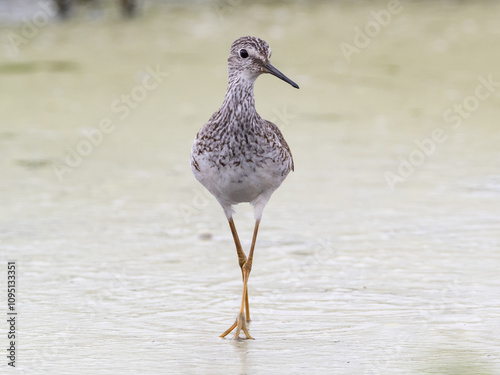 Summer alternate plumage Lesser Yellowlegs in head on profile photo