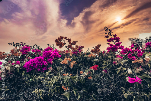 Bougainvillea and Stunning Sunset in the Canary Islands, Spain
