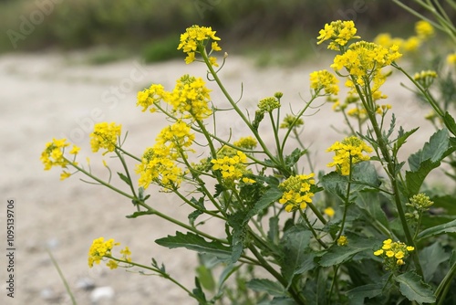 A bunch of tiny yellow flowers clustered together with stems and leaves, greenery, stem and leaf arrangements