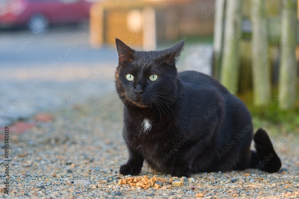 A black cat sits on the ground and eats A black cat sits on the ground and eats