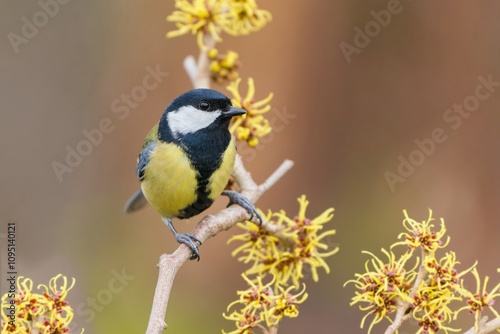 A cute greatn tit sits on a flowering tit. Parus major. Closeup portrait of a titmouse.  photo