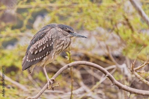 Black-crowned night heron sits on the branch. Nycticorax nycticorax. Wildlife scene from european nature. photo