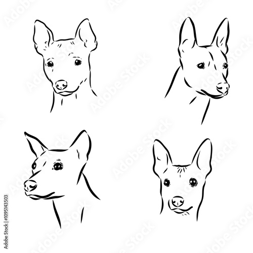 American naked Terrier an American hairless terrier dog American naked terrier vector sketch