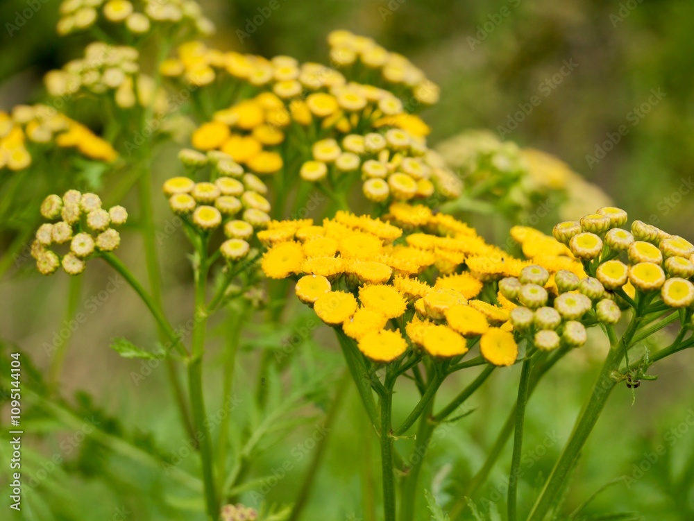 Fototapeta premium Yellow tansy flowers (Tanacetum vulgare), also common tansy, bitter buttons, cow bitter, or golden buttons. Traditionally used as insect repellent, culinary and medical plant