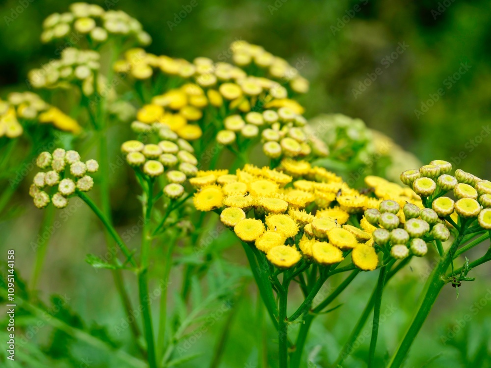 Obraz premium Yellow tansy flowers (Tanacetum vulgare), also common tansy, bitter buttons, cow bitter, or golden buttons. Traditionally used as insect repellent, culinary and medical plant