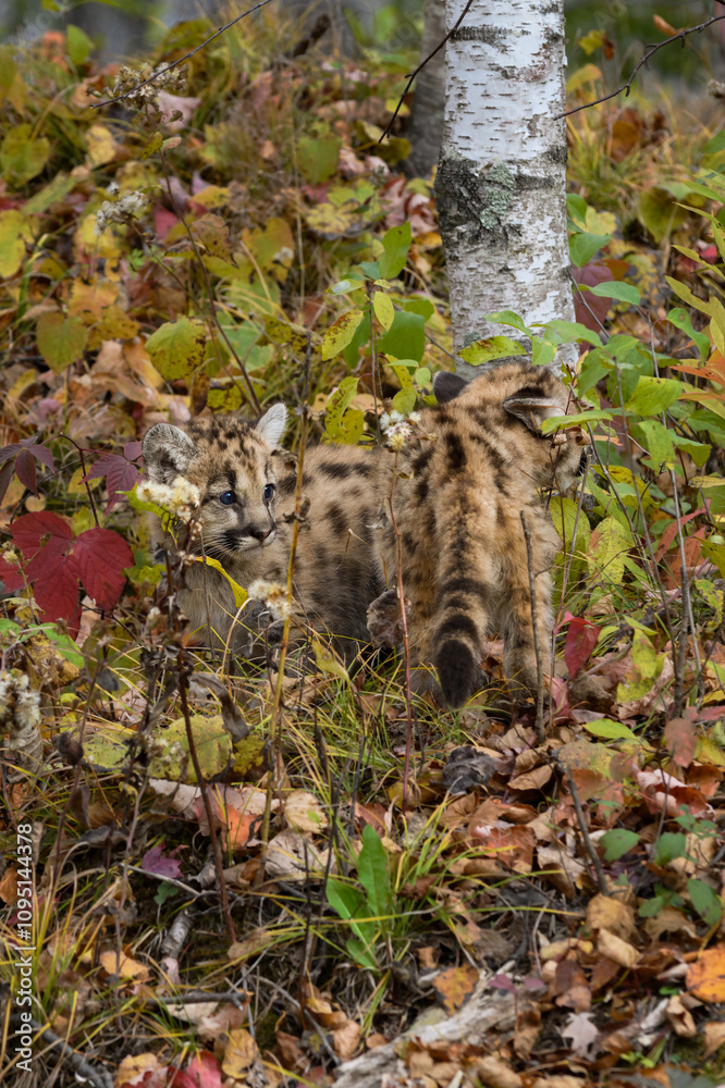 Cougar Kittens (Puma concolor) Partially Camouflaged in Leaves and Grasses Autumn