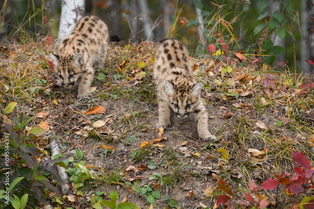 Cougar Kittens (Puma concolor) Creep Down Forest Embankment Autumn