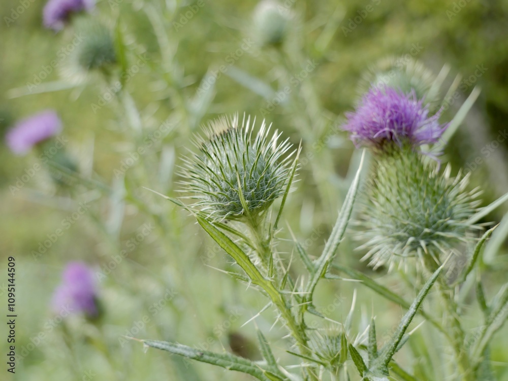 The spear thistle flowers (Cirsium vulgare), also bull thistle, or common thistle. A species of the Asteraceae genus, an invasive weed in some regions The spear thistle flowers (Cirsium vulgare), also bull thistle, or common thistle. A species of the Asteraceae genus, an invasive weed in some regions