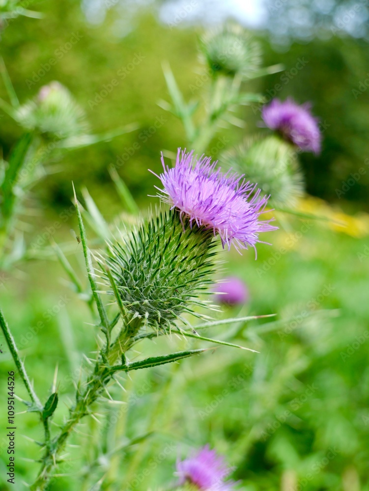 The spear thistle flowers (Cirsium vulgare), also bull thistle, or common thistle. A species of the Asteraceae genus, an invasive weed in some regions The spear thistle flowers (Cirsium vulgare), also bull thistle, or common thistle. A species of the Asteraceae genus, an invasive weed in some regions