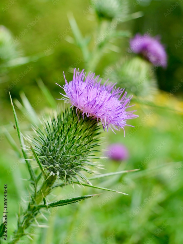 The spear thistle flowers (Cirsium vulgare), also bull thistle, or common thistle. A species of the Asteraceae genus, an invasive weed in some regions The spear thistle flowers (Cirsium vulgare), also bull thistle, or common thistle. A species of the Asteraceae genus, an invasive weed in some regions