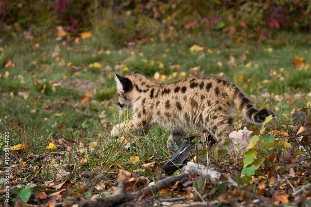 Cougar Kitten (Puma concolor) Runs Away to Left Along Ground Autumn