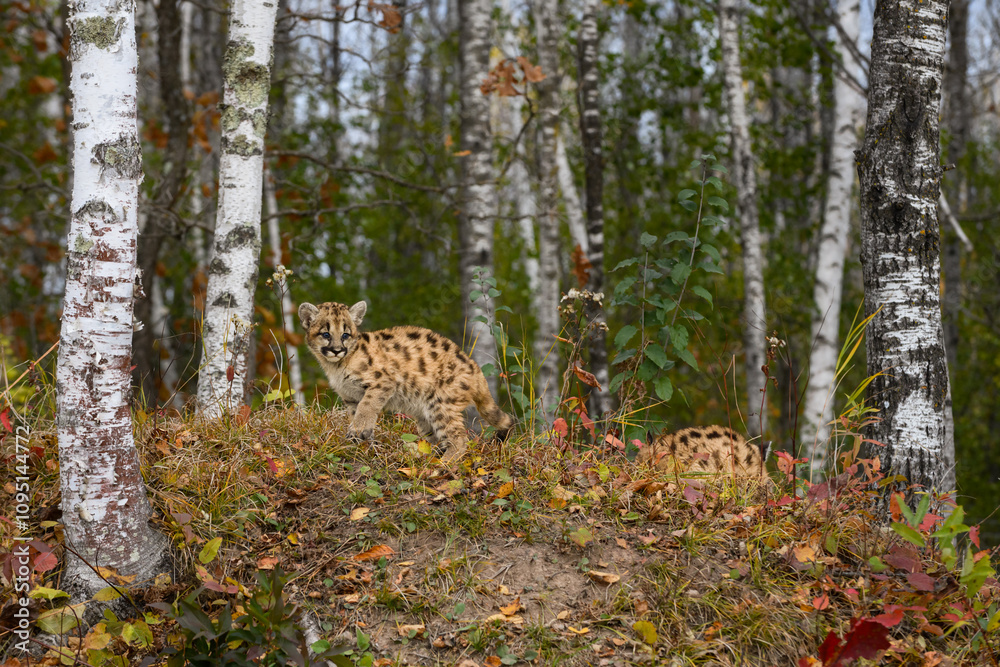 Cougar Kittens (Puma concolor) Walks Along Top of Forest Embankment Autumn