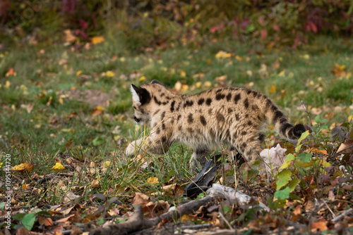Obraz na płótnie Cougar Kitten (Puma concolor) Runs Away to Left Along Ground Autumn w salonie