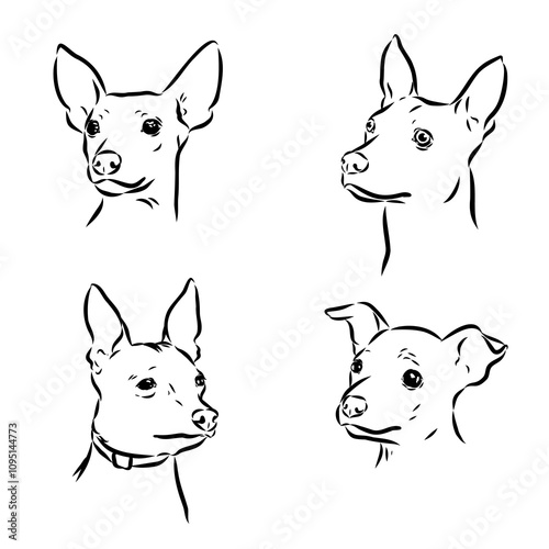 American naked Terrier an American hairless terrier dog American naked terrier vector sketch