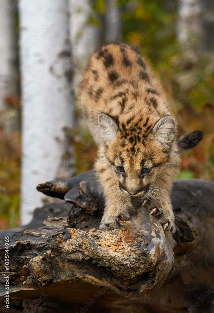 Cougar Kitten (Puma concolor) Sharpens Claws on Log Autumn