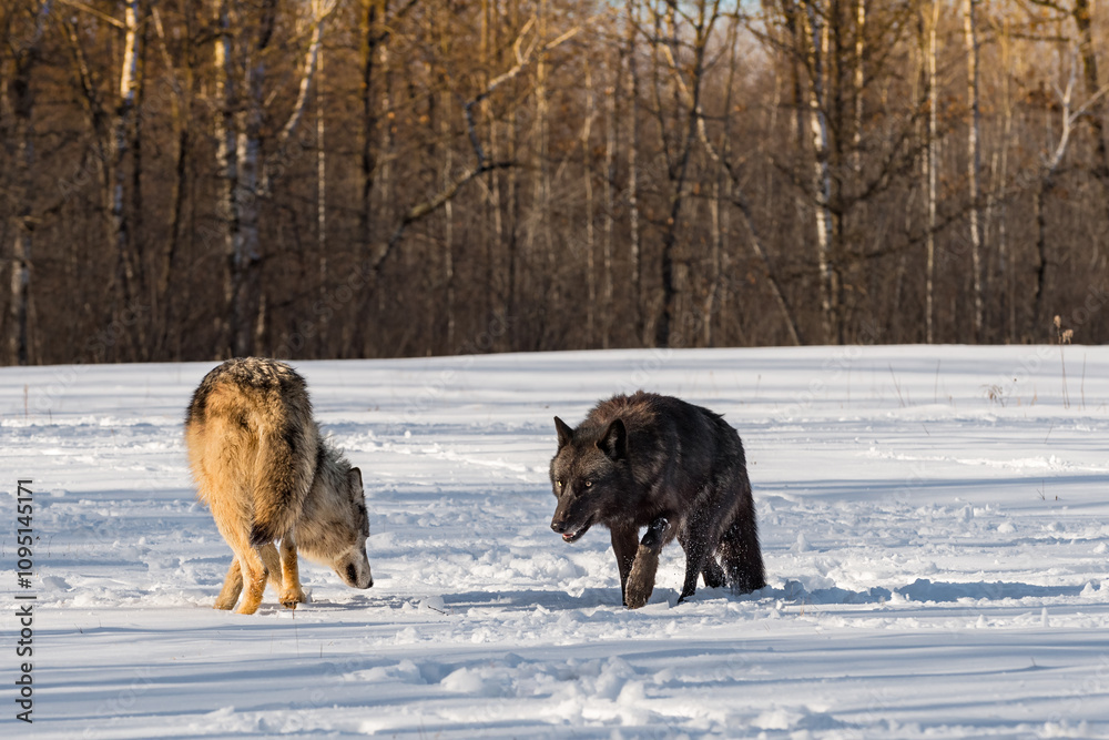 Grey Wolves (Canis lupus) Past Each Other in Snowy Field Winter