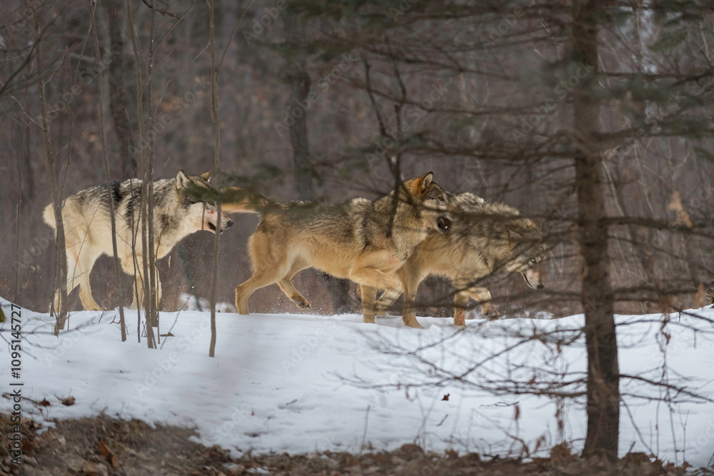 Trio of Grey Wolves (Canis lupus) Run Together Just Beyond Trees Winter