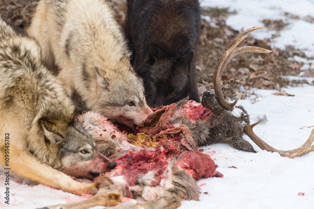 Three Grey Wolves (Canis lupus) Feed at Shoulders and Body of White-Tail Deer Winter