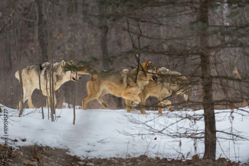 Obraz na płótnie Trio of Grey Wolves (Canis lupus) Run Together Just Beyond Trees Winter w salonie