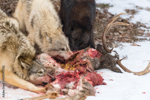 Obraz na płótnie Three Grey Wolves (Canis lupus) Feed at Shoulders and Body of White-Tail Deer Winter w salonie