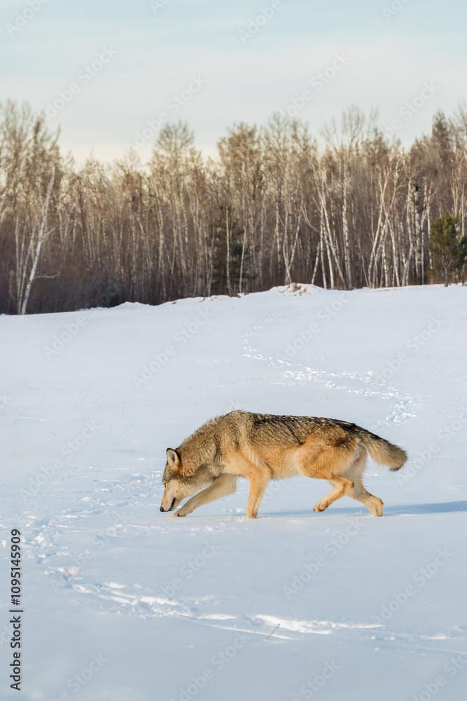 Grey Wolf (Canis lupus) Sniffs at Tracks Coming Out of the Woods Winter