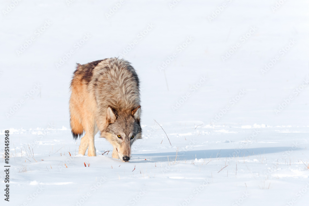 Grey Wolf (Canis lupus) Walks Forward and Right Nose Down Eyes Up Winter