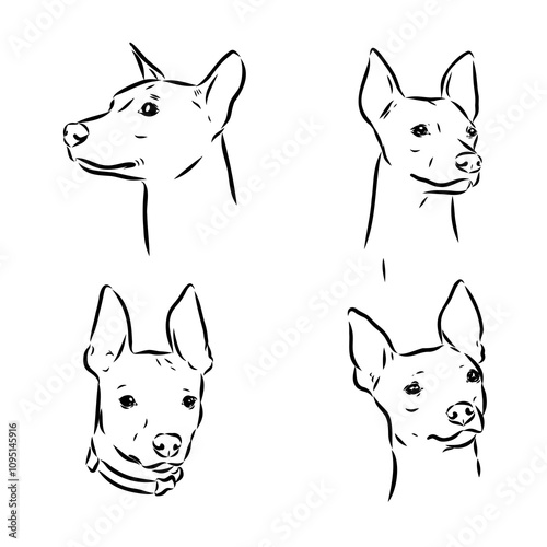 American naked Terrier an American hairless terrier dog American naked terrier vector sketch