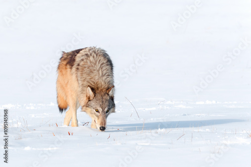 Obraz na płótnie Grey Wolf (Canis lupus) Walks Forward and Right Nose Down Eyes Up Winter w salonie
