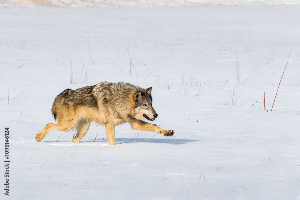 Grey Wolf (Canis lupus) Runs Right Paw Extended Winter
