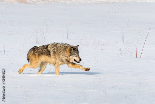 Grey Wolf (Canis lupus) Runs Right Paw Extended Winter