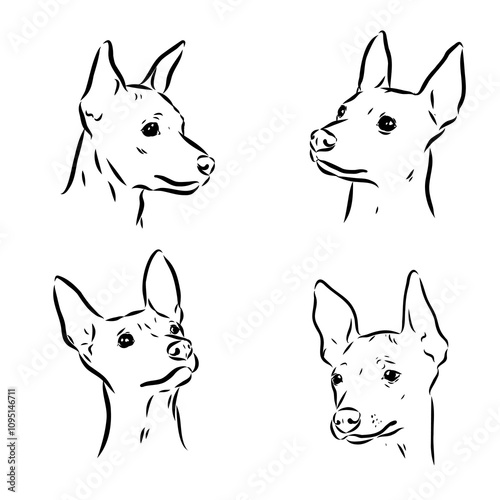 American naked Terrier an American hairless terrier dog American naked terrier vector sketch