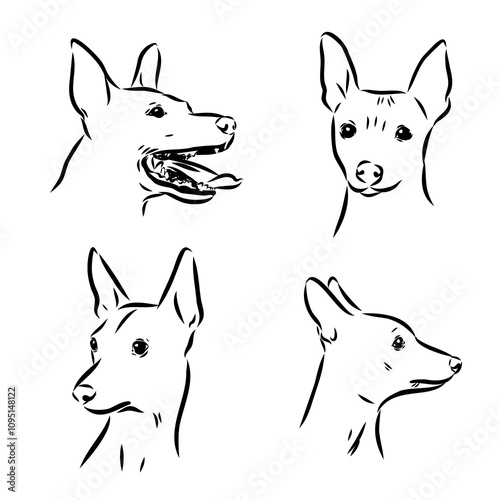 American naked Terrier an American hairless terrier dog American naked terrier vector sketch