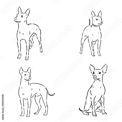 American naked Terrier an American hairless terrier dog American naked terrier vector sketch