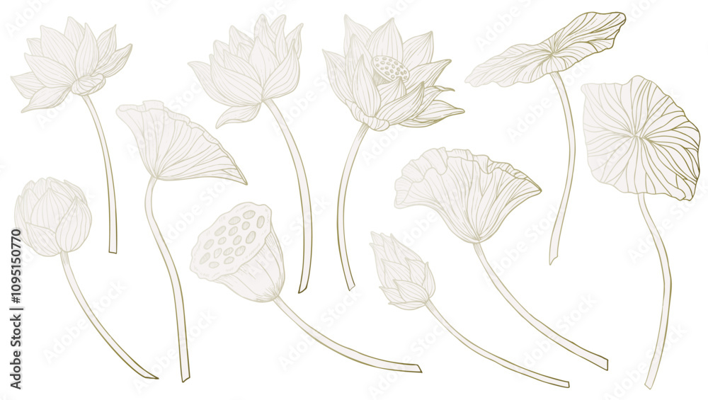 Obraz premium Lotus Flowers vector illustration. Set of drawings with luxury water Lily plants in pastel beige, pink and golden flowers. Botanical linear clipart for wedding invitations or wedding cards.