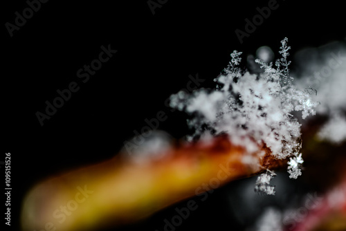 Schilderij op canvas Schneeflocken auf einem Ast