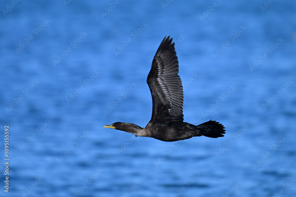 Fototapeta premium Funny Double Crested Cormorant in flight with out stretched in flight over water