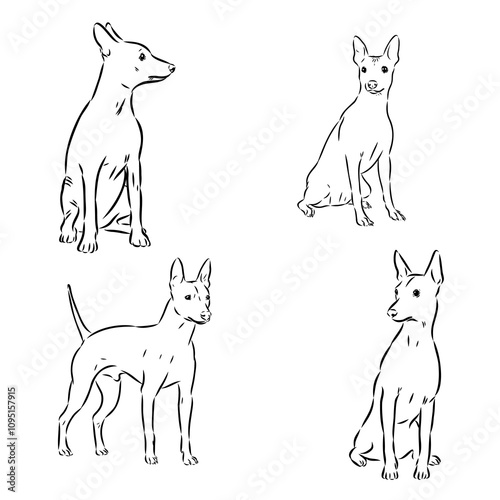 American naked Terrier an American hairless terrier dog American naked terrier vector sketch