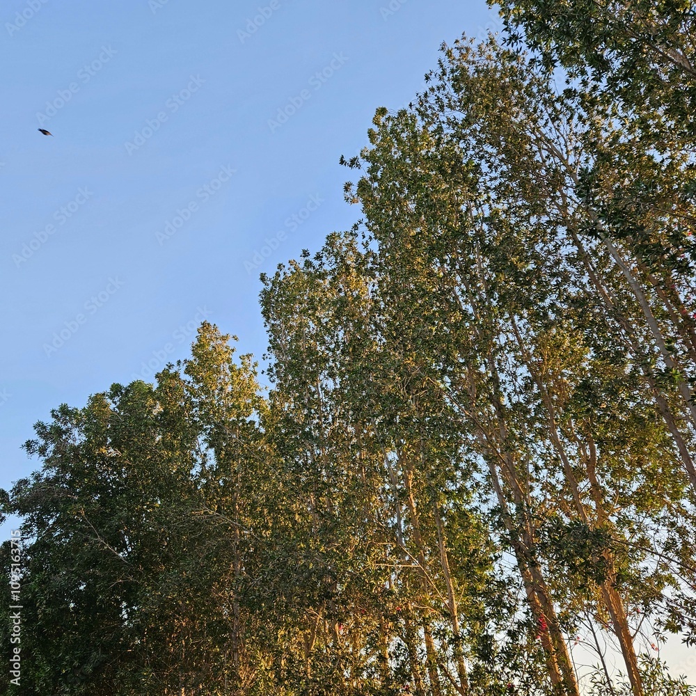Obraz premium Peaceful evening sky with a line of leafy trees