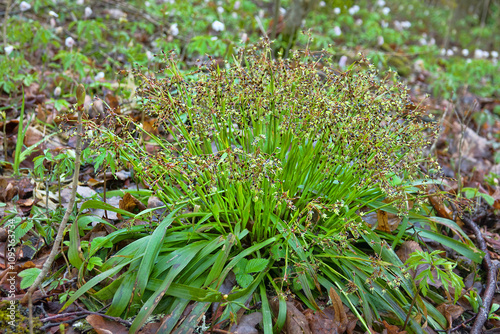 Xylium. Flowering Wood rush (Luzula pilosa), edge of nothern spring forest (wooded meadows), fodder plant. On left is aspen sprout with burst bud. White anemone flowers in background, Wild strawberry photo