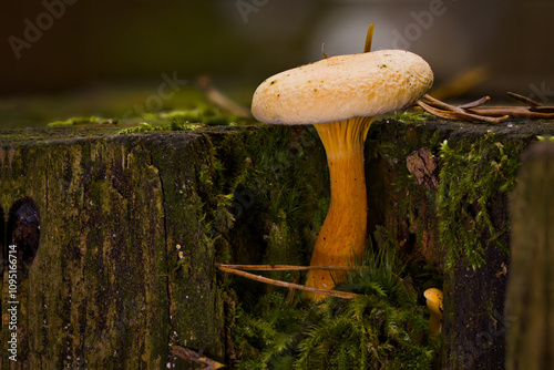 Olsztyński las miejski. Grzybek w lesie. photo